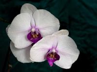 Phalaenopsis weiß-violett